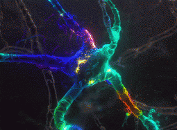 «Всемогущие нейроны»: радость познания себя