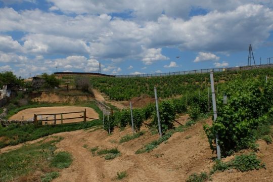 Волгоградские аграрии собрали 300 тонн винограда