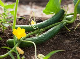 57 тысяч тонн овощей вырастили тепличные хозяйства региона